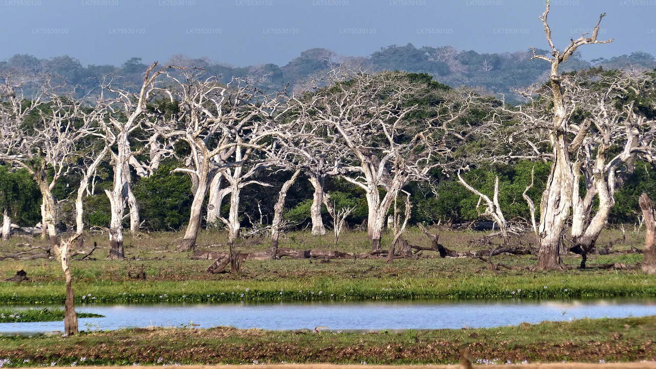 Safari ornithologique au parc national de Kumana