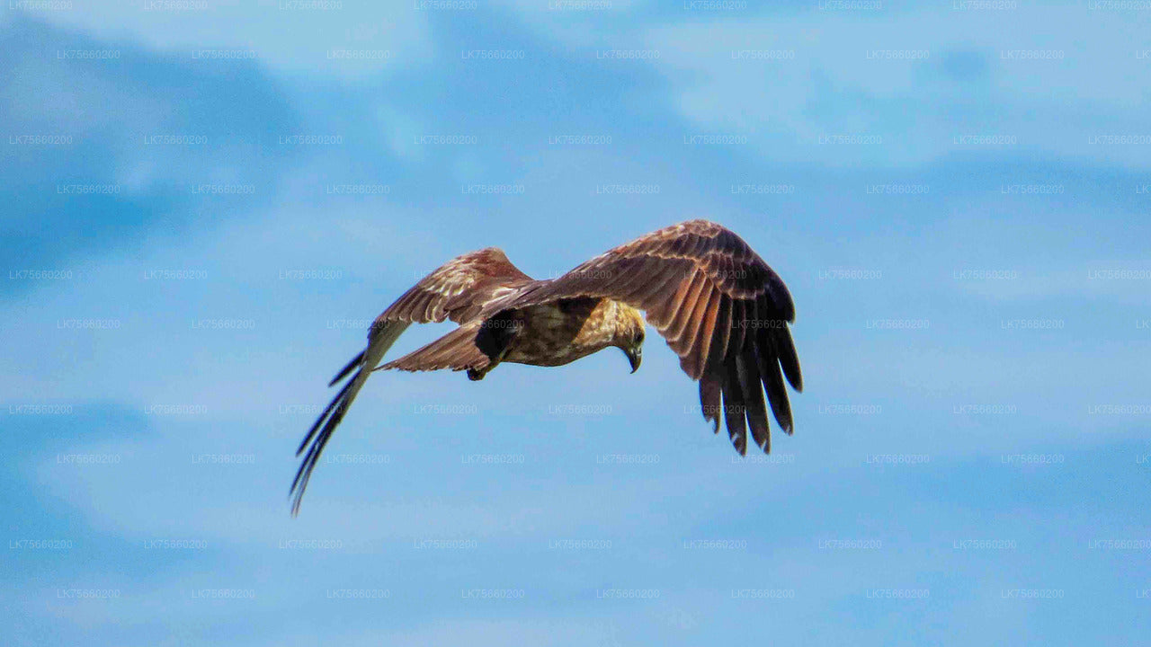Observation des oiseaux au marais de Muthurajawela depuis le mont Lavinia