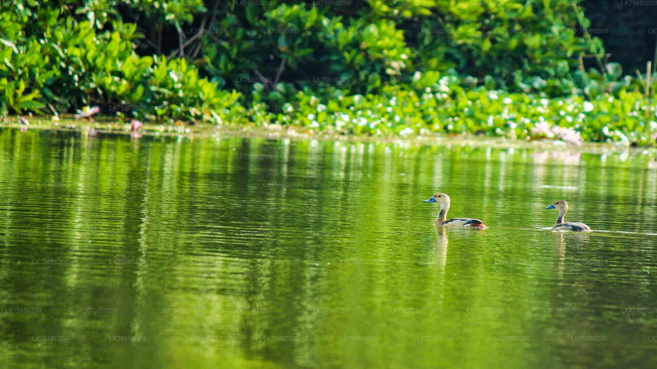 Observation des oiseaux au marais de Muthurajawela depuis le mont Lavinia