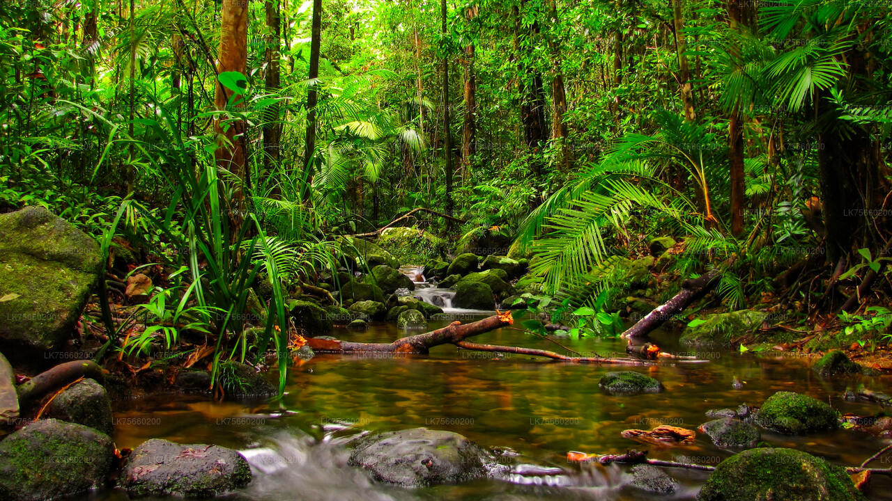 Observation des oiseaux au marais de Muthurajawela depuis le mont Lavinia