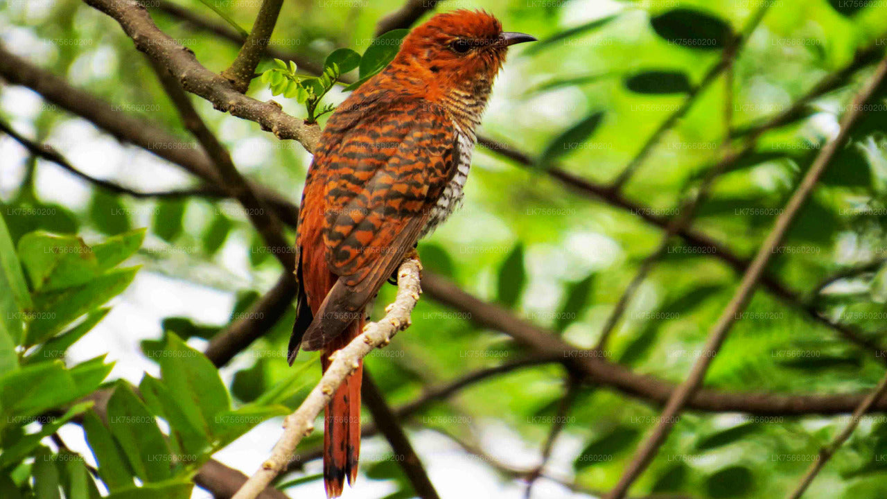 Observation des oiseaux au marais de Muthurajawela depuis le mont Lavinia