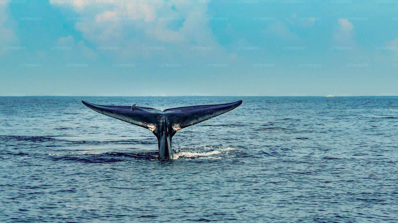 Croisière d'observation des baleines au coucher du soleil au départ de Mirissa