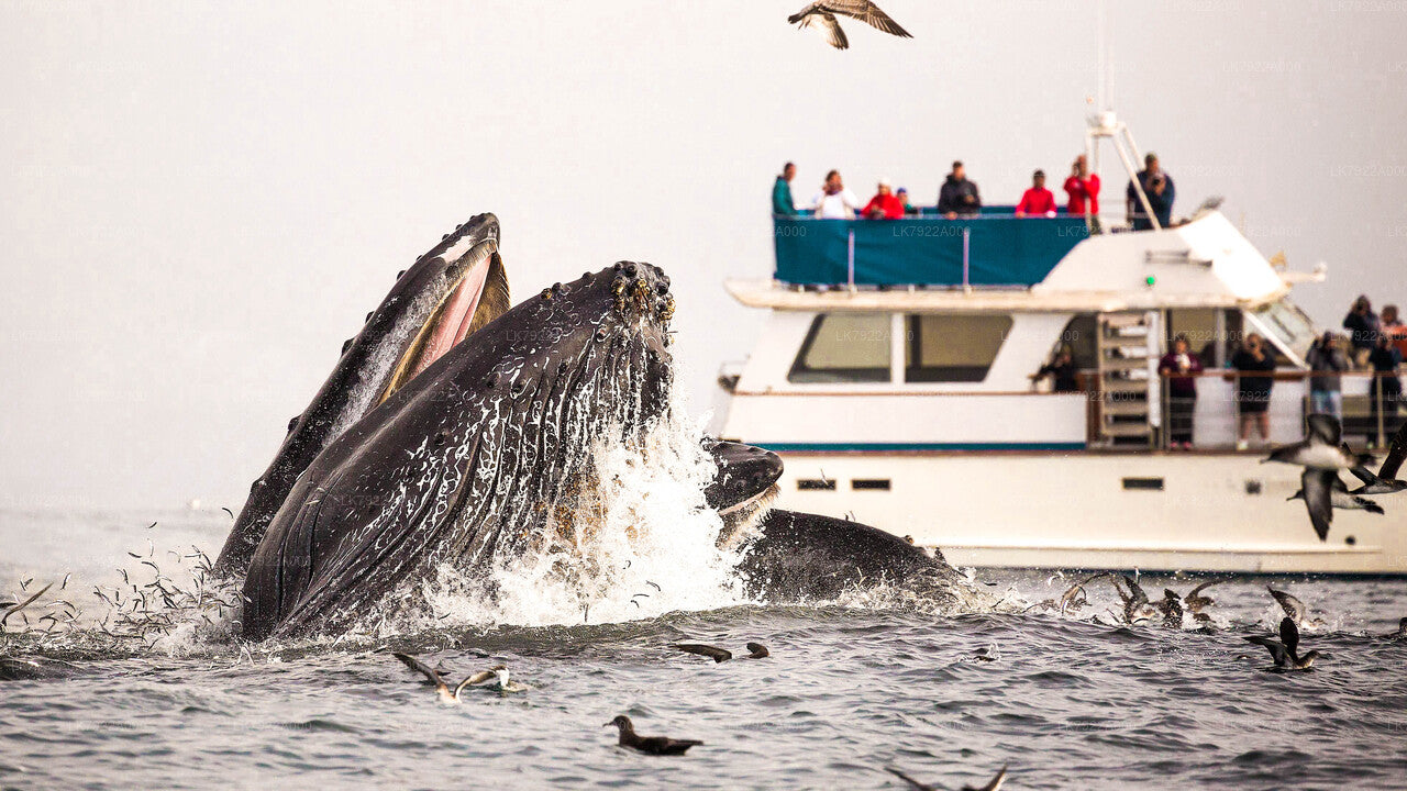 Excursion d'observation des baleines en yacht au départ de Trincomalee
