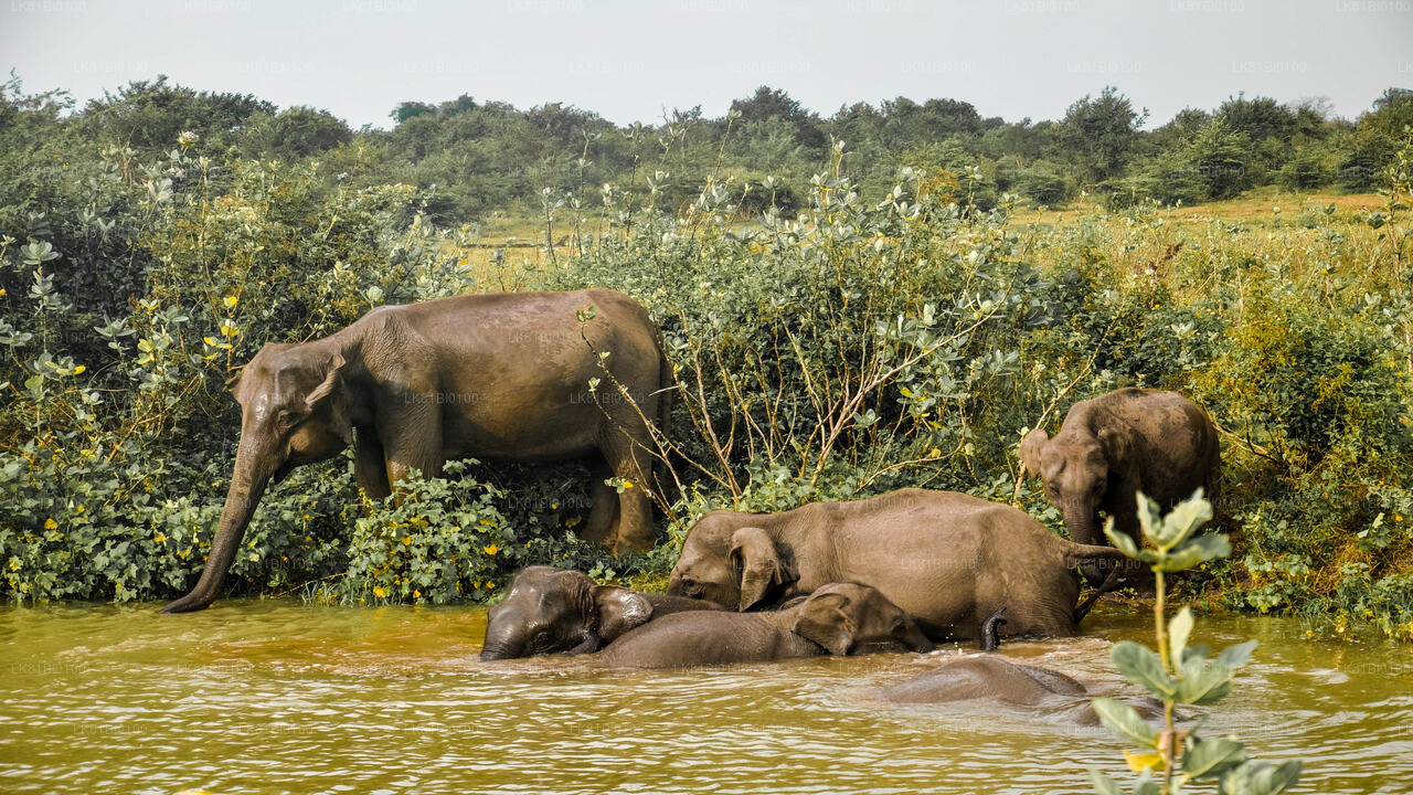 Safari dans le parc national d'Udawalawe depuis le port de Hambantota