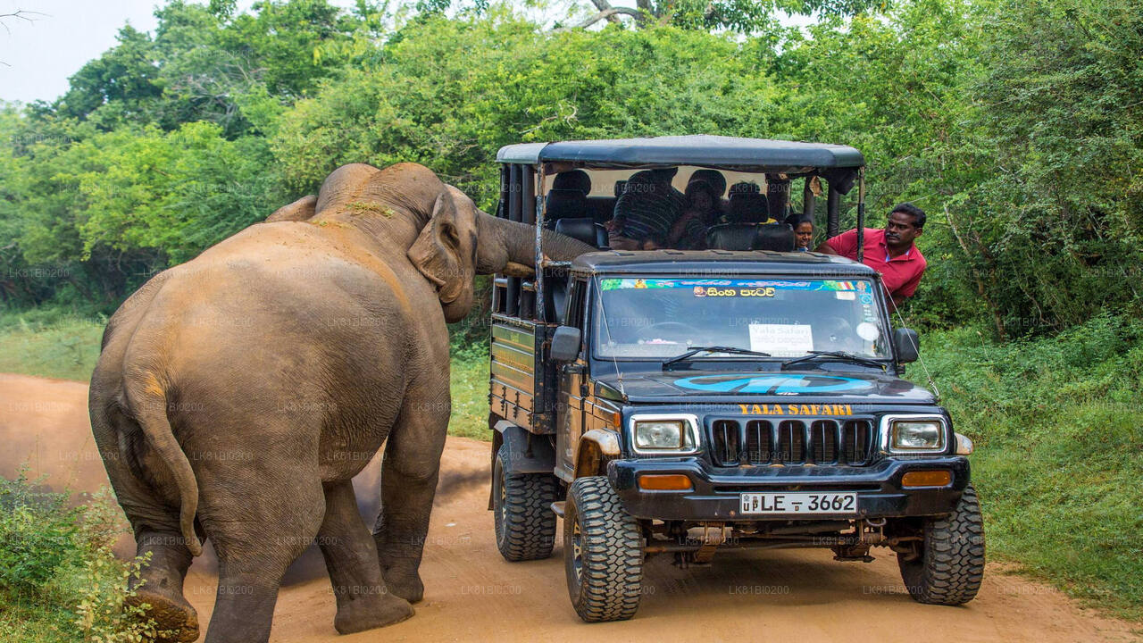 Safari au parc national de Yala depuis le port de Hambantota