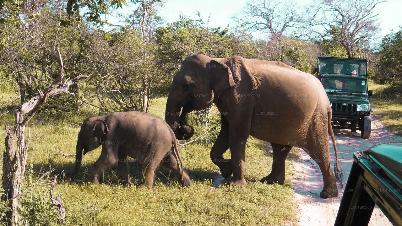 Safari au parc national de Yala depuis le port de Hambantota