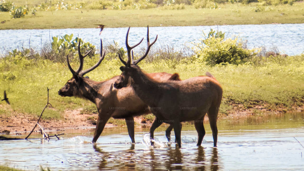 Safari au parc national de Yala depuis le port de Hambantota