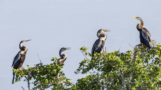 Safari dans le parc national de Bundala au départ du port d'Hambantota