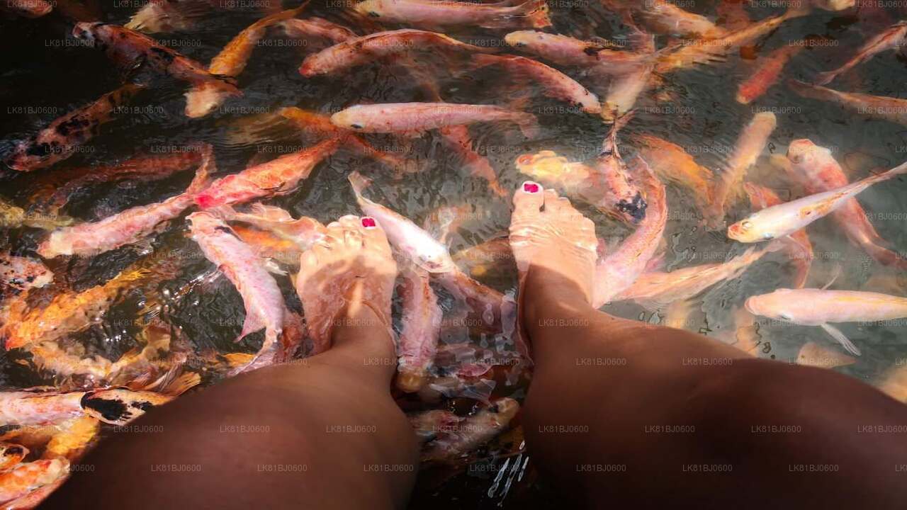 Visite de la ville de Bentota depuis le port de Colombo