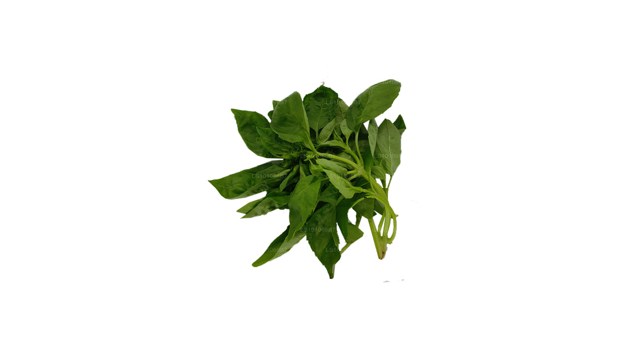 Lakpura Fresh Basil Leaves