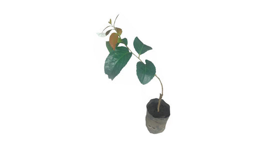 Lakpura Lovi Grafted Plant