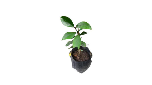 Lakpura Mangosteen (Mangus) Grafted Plant