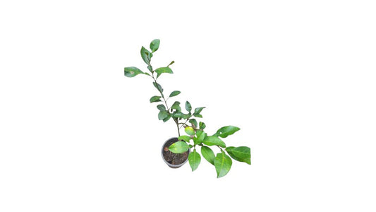 Lakpura Thai White Pomelo Grafted Plant